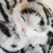 Nyávogó plüss cica kiságyban Iromba